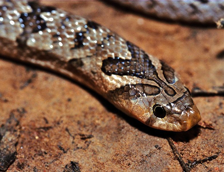 File:Banded Kukri Snake (Oligodon fasciolatus) (7810191340).jpg