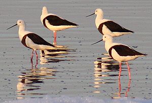Banded stilts 2 Governors Lake Rotto email.jpg