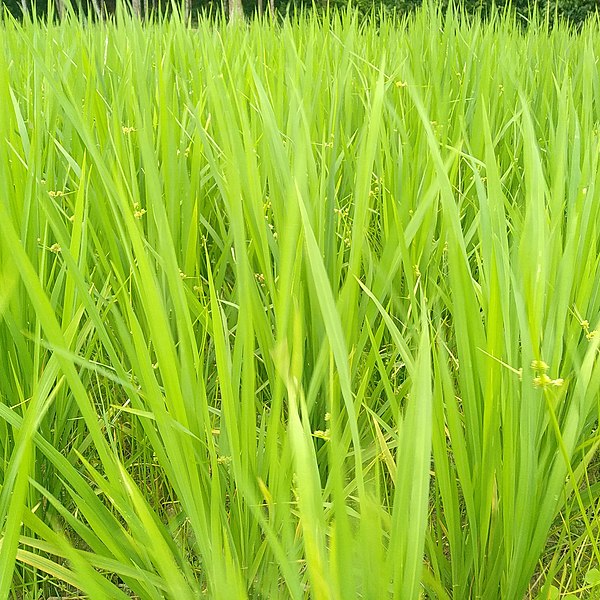 File:Bangladeshi rice plants field.jpg