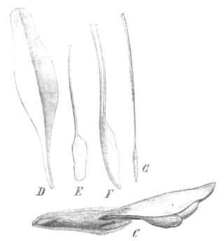 <i>Barbieria</i> Genus of legumes