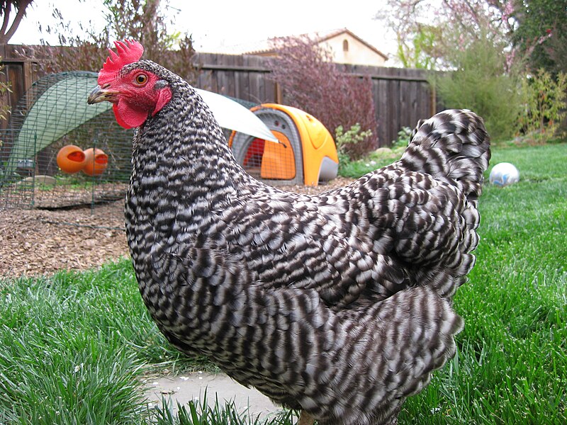 File:Barred Rock hen in backyard.jpg