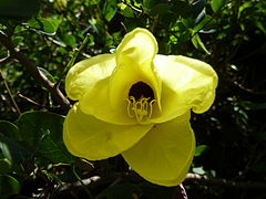 240px-Bauhinia_tomentosa%2C_blom%2C_a%2C_Manie_van_der_Schijff_BT.jpg