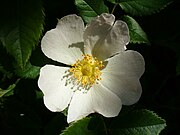 180px-Beautifulflower5.jpg