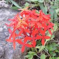 Jungle Geranium or Flame of the Woods, Ixora coccinea (native to SE Asia)