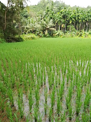 ಬೆನ್ನಿ