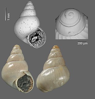 <i>Benthonella tenella</i> Species of gastropod