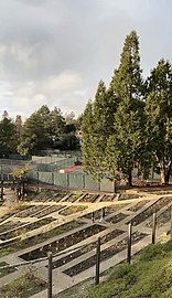 Berkeley Rose Garden Sunset during Winter.jpg