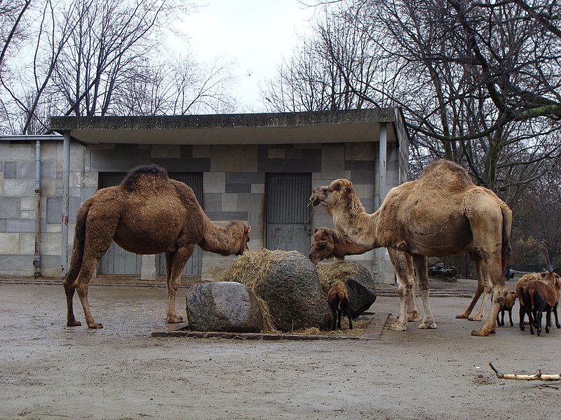 File:Berlin Zoo (6264640380).jpg