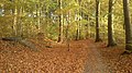 Leaffall brings out the colours. The forest is dotted with concrete air-raid shelters from WW II.