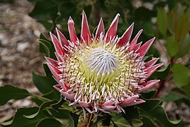 Oct 28 (5): King protea (Protea cynaroides) is South Africa's national flower