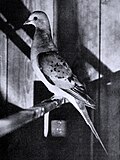 Thumbnail for Passenger pigeon