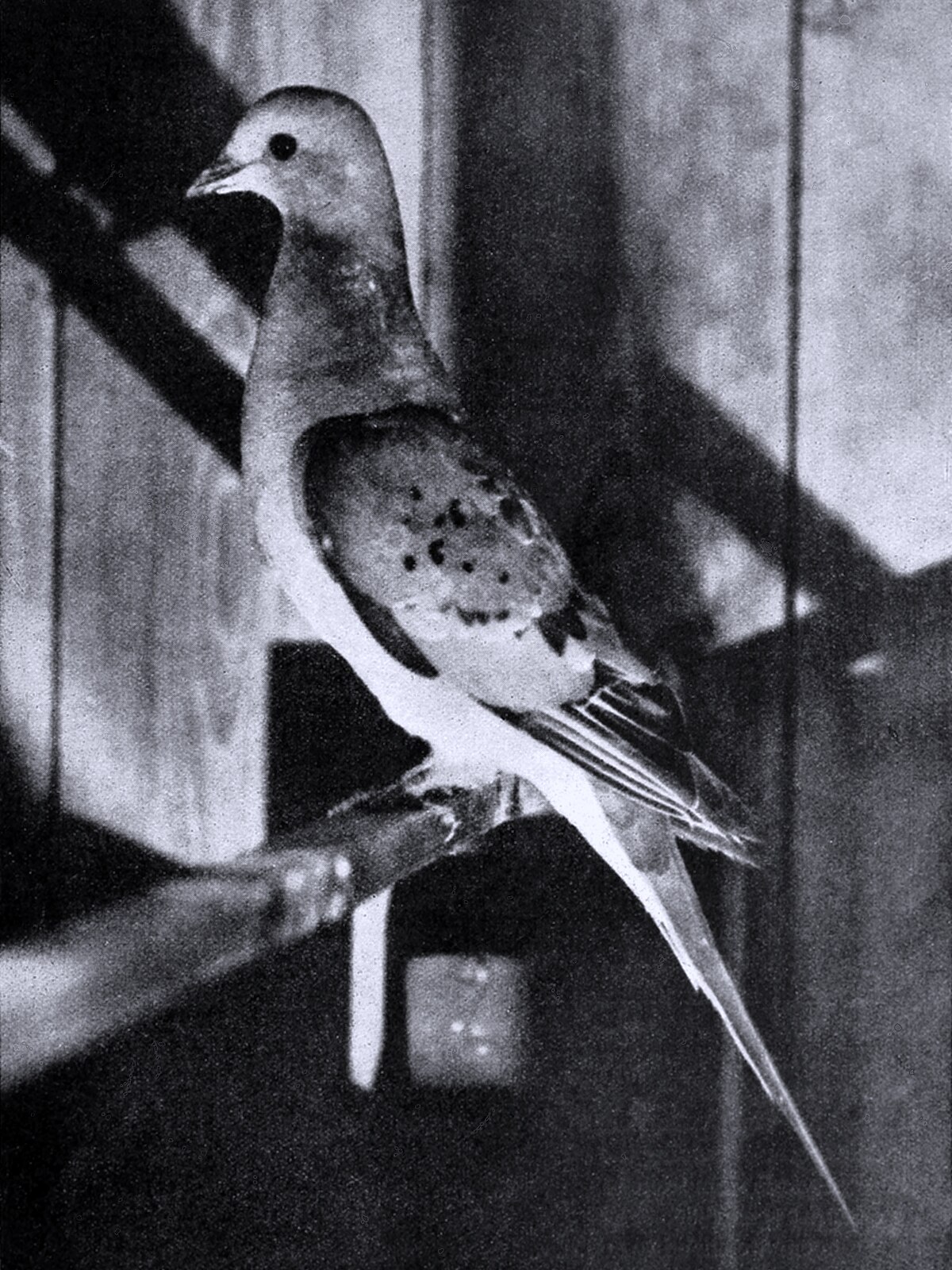 Passenger pigeon - Wikipedia