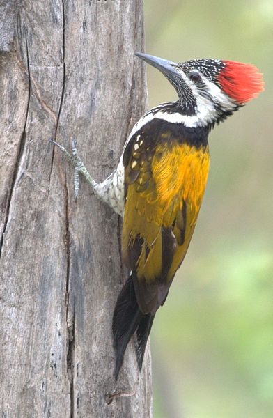 File:Birds of pawalgarh,uttarakhand.jpg