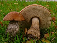 Leccinum scabrum