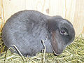 Category:Holland Lop