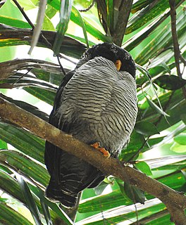 <i>Ciccaba</i> genus of birds