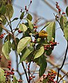 Black-crested Bulbul Pycnonotus melanicterus feeding on M. philippensis at Jayanti in Buxa Tiger Reserve in Jalpaiguri district of West Bengal, India.