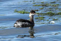 Black-necked grebe, non - breeding plumage.jpg