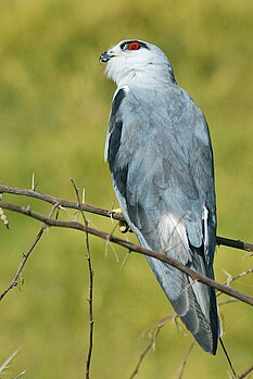 Black-winged Kite, Fatehsagar Lake, Udaipur, Rajasthan.jpg