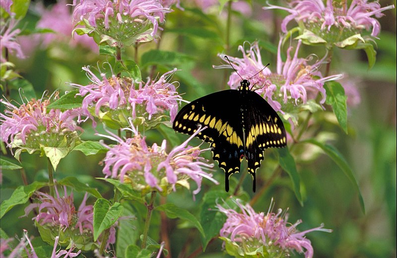 File:Black swallowtail.jpg