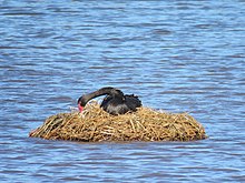 Black swan and nest