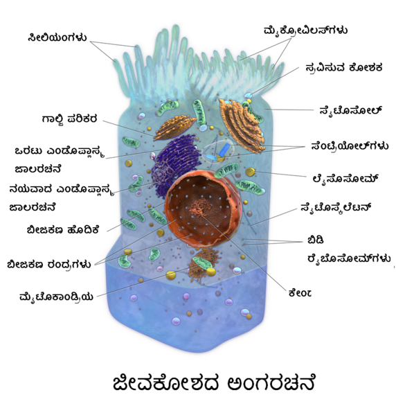 File:Blausen 0208 CellAnatomy kn.png