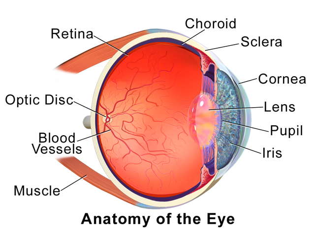 Retina - Wikipedia