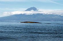 Une baleine bleue avec l'île de Pico aux Açores en arrière-plan