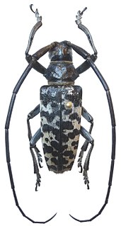 <i>Blepephaeus agenor</i> species of beetle