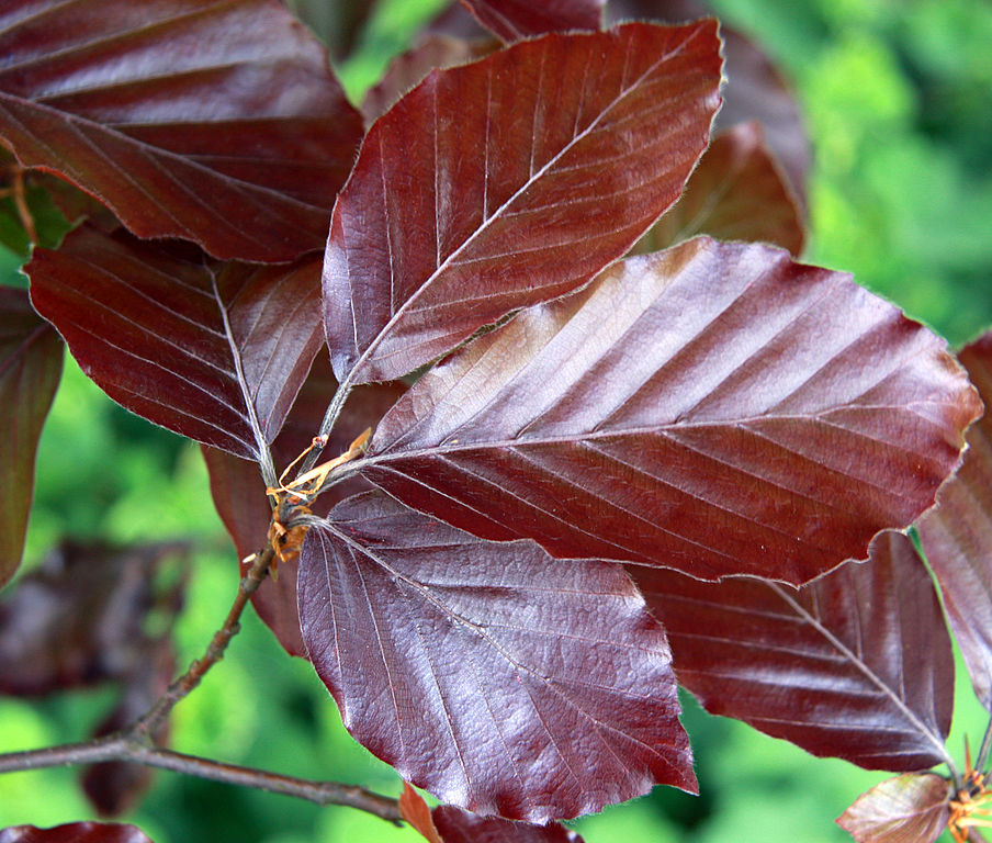 Löv från en blodbok, Fagus sylvatica purpurea. 