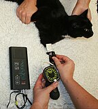 Измерение кровяного давления у кошки