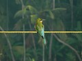 Blue-tailed Bee-eater വലിയ വേലിത്തത്ത by Prasobh GS.jpg