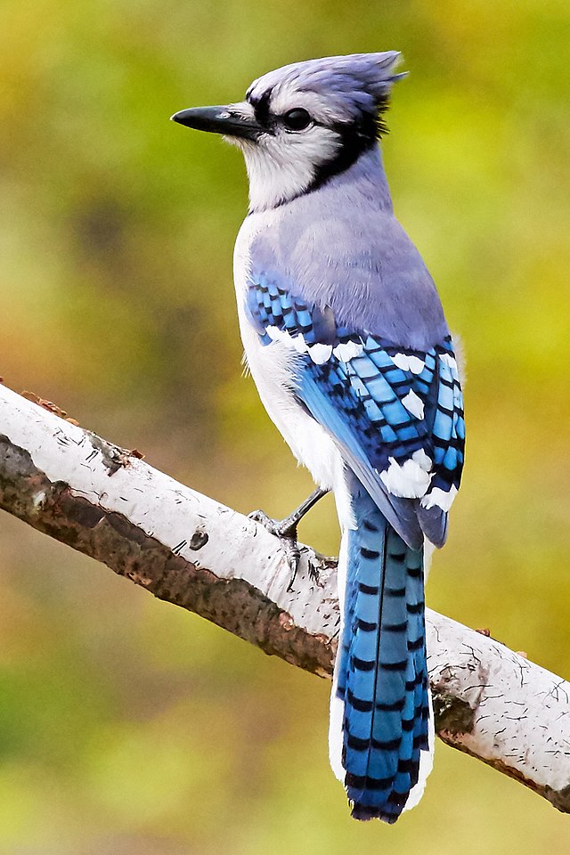 File:A Black and White Blue Jay (4818028350).jpg - Wikimedia Commons