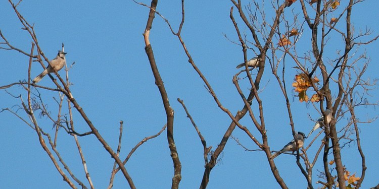 Blue Jays (Cyanocitta cristata)