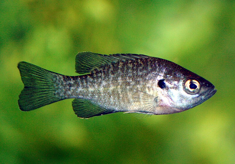 File:Bluegill45.jpg