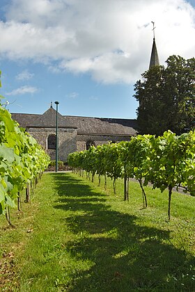 Illustratives Bild des Artikels Vignoble de Bretagne