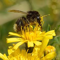 Bombus soroeensis - Crepis tectorum - Keila.jpg