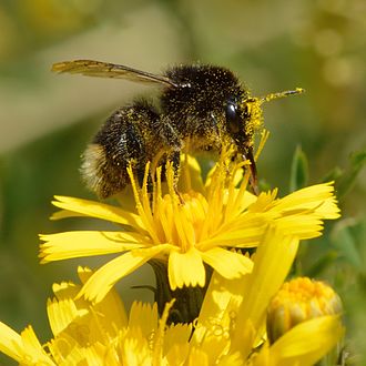 Pollination Bombus soroeensis - Crepis tectorum - Keila.jpg