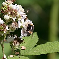 Specimen seen the 23 June 2018 Forêt de Fontainebleau