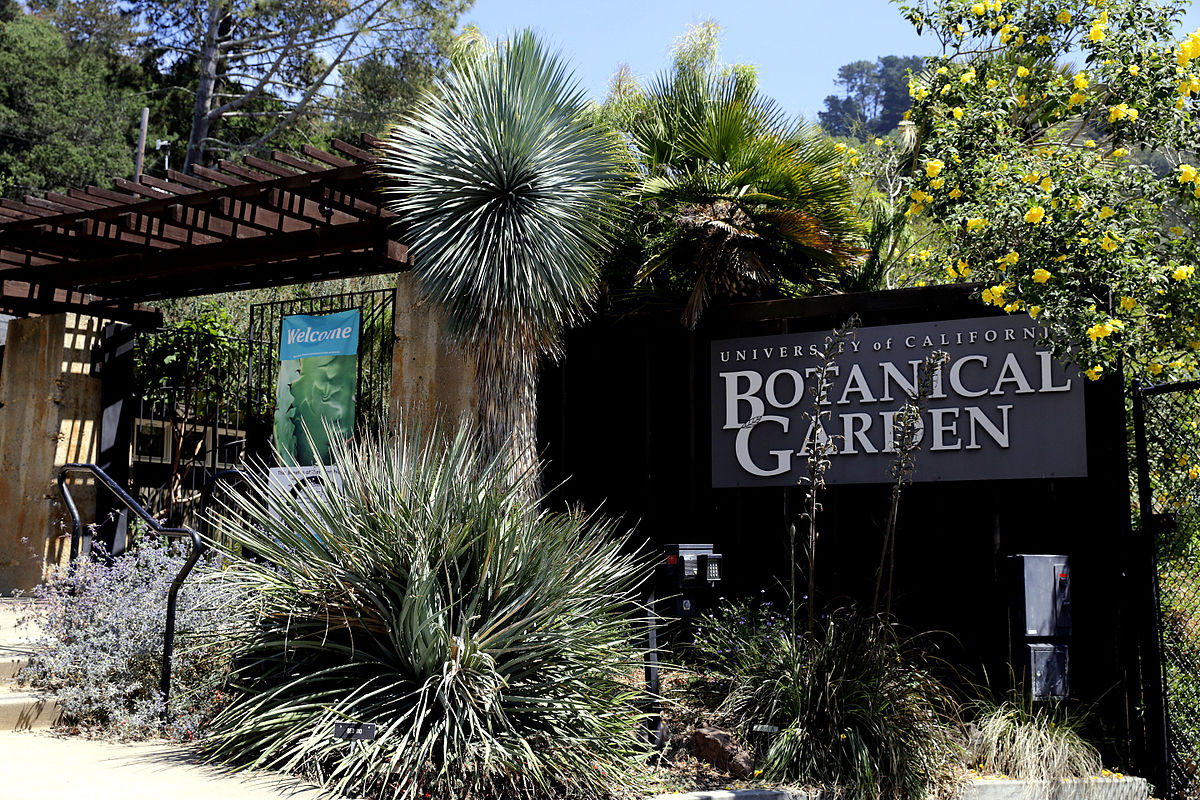 File Botanischer Garten In Berkeley California Jpg Wikimedia