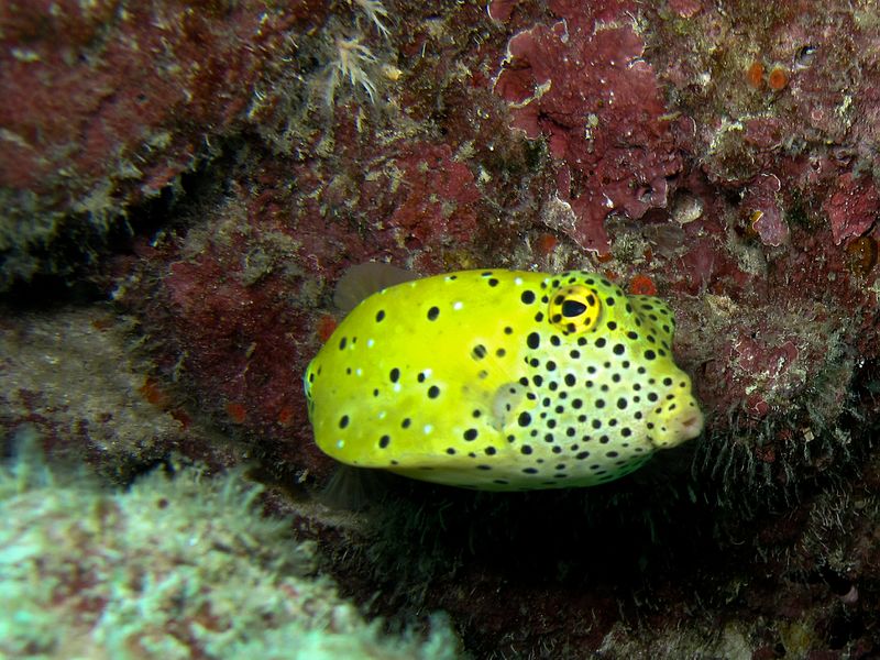 File:Boxfish 3 (5310615172).jpg