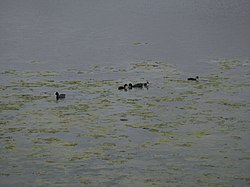 Ducks swimming through the algae of the Bransholme Waterworks