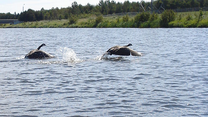 Canada Geese (Branta canadensis)