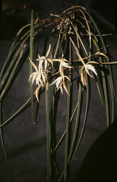 File:Brassavola martiana - pl.jpg