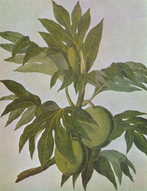 Breadfruit drawing.jpg