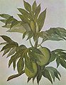 Sidney Parkinson's drawing of Artocarpus altilis