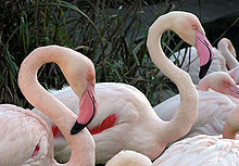 The oddly shaped beaks of flamingos are specially adapted to separate mud and silt from the food they consume and, uniquely, are used upside-down. Bristol.zoo.greater.flamingo.arp.jpg