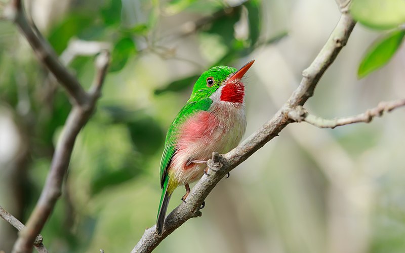 File:Broad-billed Tody 2017-12-13.jpg