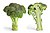 Broccoli and cross section edit.jpg
