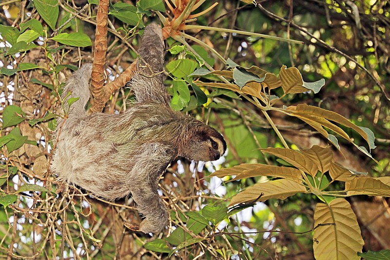 File:Brown-throated sloth (Bradypus variegatus) female.jpg